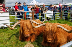 Tullamore Show