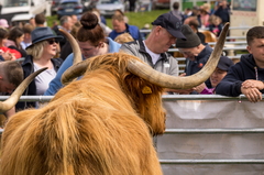 Tullamore Show
