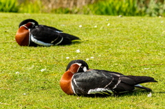 Spring visit