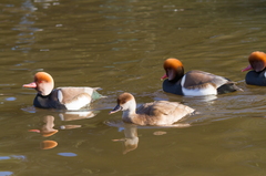 Winter visitors
