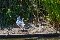 Ducklings