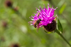 Macro lens trials