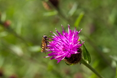 Macro lens trials