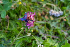 Macro lens trials