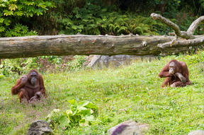 Dublin Zoo with Florence