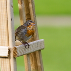 Florence Court walled garden