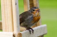 Florence Court walled garden