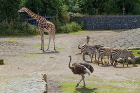 Dublin Zoo with Florence